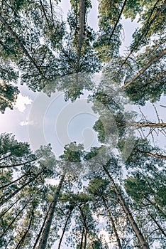 Skyward view of beautiful tall forest trees