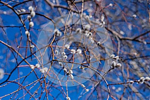 Skyward Whispers: Salix Caprea in Azure Embrace, Pupoli