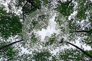 Skywards view of trees with cloud photo