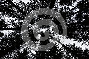 Skywards view of trees in forest