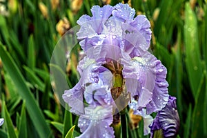 Skywatch Bearded Iris Flower