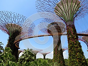 Skyway in the Gardens by the Bay