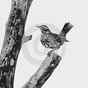 Redwing on a fallen tree
