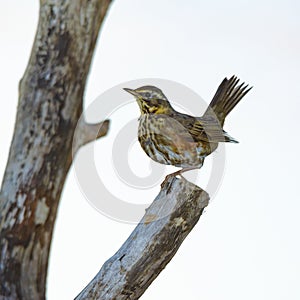 Redwing on a fallen tree.