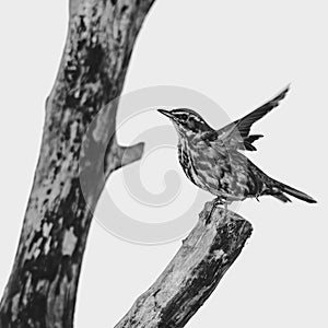 Redwing on a fallen tree