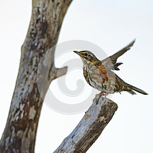 Redwing on a fallen tree.