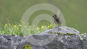 SkÃ³garÃ¾rÃ¶stur - Turdus iliacus - Redwing