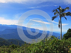 Slaapboom (Palm) / Sleeping Wax Palm; Santa Marta Parakeet, Fund