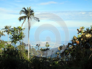 Slaapboom (Palm) / Sleeping Wax Palm; Santa Marta Parakeet, Fund photo