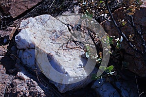 SLAB OF WHITE QUARTZITE ROCK