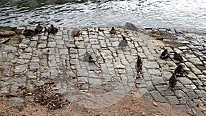 slacker birds on the banks of the Rhine River photo