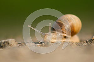 Slag snail on the road with beautiful green background, cute picture of slag snail Slovakia