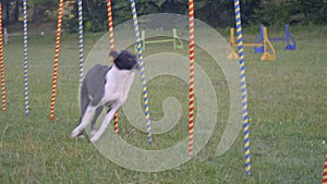 A slalom border collie dog runs between the posts, slow motion