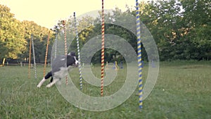 Slalom the dog. Black and white border collie runs between the firing poles on a green meadow, slow motion shooting