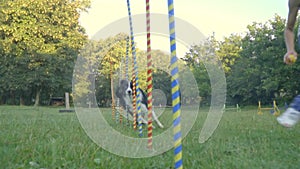 Slalom the dog. Border collie fast runs between the multicolored pillars behind the woman handler with small ball, slow