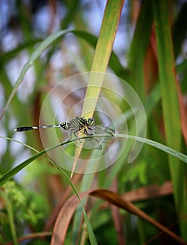 slander skimmer dragonfly