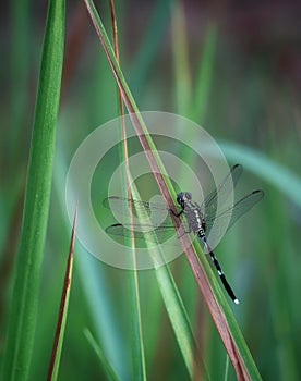 slander skimmer dragonfly on green leaf