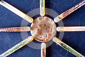 Mold cultures in lab dishes photo