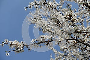 Slanted branch of blossoming Prunus cerasifera against blue sky