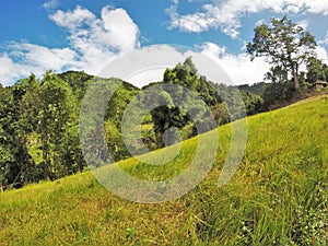 Slanted green grass meadow with background of trees and mountains