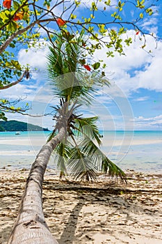 Slanted palm tree on the beach