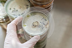 Slants with agar for research. Mycology and cultivation of fungi photo