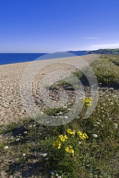 Slapton sands photo