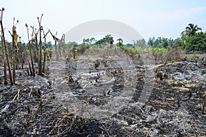 Slash and burn cultivation