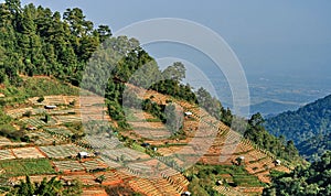 Slash-and-burn cultivation