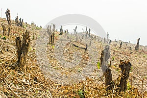 Slash and burn cultivation, rainforest cut and burned to plant