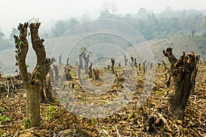 Slash and burn cultivation, rainforest cut and burned to plant