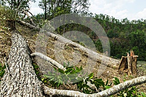 Slash and burn cultivation, rainforest cut and burned to plant