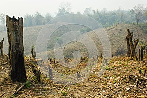 Slash and burn cultivation