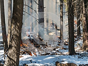 Slash burn fire, Tahoe National Forest