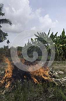 Slash and burn, Native banana plants being removed to make way for cash crops Asia