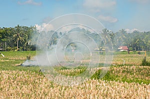 Slash and Burn on a Ricefield