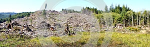 Slash piles and clear cut Douglas fir forest