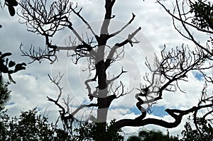 Slash pine tree against clouds