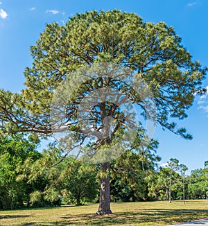 Slash pine tree Pinus elliottii, vertical - Pine Island Ridge Natural Area, Davie, Florida, USA