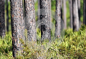 Slash Pine Tree trunks and Saw Palmetto in Upland Pines in the Okefenokee National Wildlife Refuge