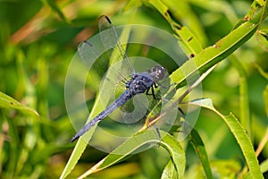 Slate blue dragonfly landed on a leaf