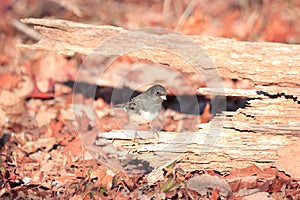 Slate colored dark eyed junco