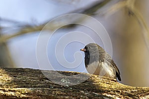 Slate colored Dark Eyed Junco Junco hyemalis is a passerine bird in north America.