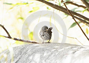 A Slate-colored Fox Sparrow Passerella iliaca Perched on Rocks in the Mountains of Northern Colorado