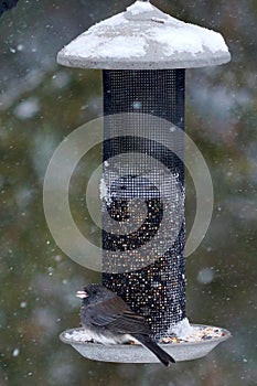 Slate-Coloured Junco on bird feeder