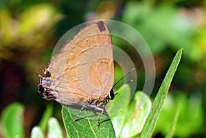 Slate flash Rapala manea Female butterfly photo