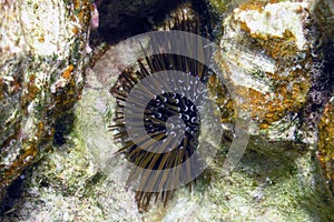 A Slate Pencil Sea Urchin Eucidaris tribuloides in the Red Sea