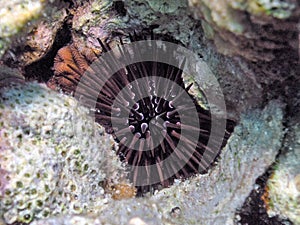 A Slate Pencil Sea Urchin Eucidaris tribuloides in the Red Sea