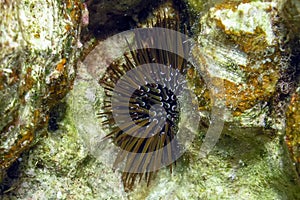 Slate Pencil Sea Urchin Eucidaris tribuloides