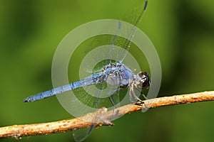 Slate skimmer dragonfly on a branch in New Hampshire